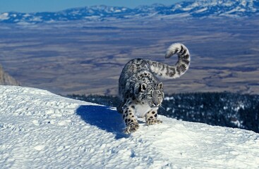 Snow Leopard ou once, uncia uncia, adulte debout sur la neige