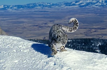 Photo sur Plexiglas Léopard Snow Leopard ou once, uncia uncia, adulte debout sur la neige