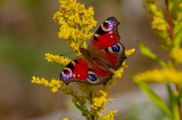 Aglais io, more commonly known simply as the peacock butterfly, is a colourful butterfly, found in Europe and temperate Asia as far east as Japan.
