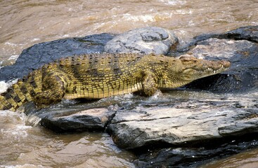 Nile Crocodile, crocodylus niloticus, Adult standing on Rocks, Masai Mara Park in Kenya