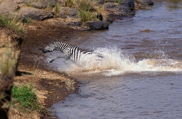 Obraz na płótnie Canvas Burchell's Zebra, equus burchelli, Adult crossing Mara River during Migration, Masai Mara Park in Kenya