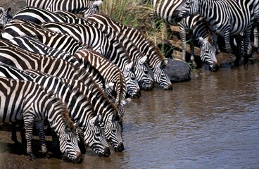 Fototapeta na wymiar Burchell's Zebra, equus burchelli, Herd drinking at Mara River, Masai Mara Park in Kenya