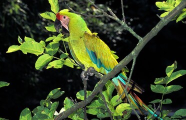 Great Green Macaw or Buffon's Macaw, ara ambigua, Adult standing on Branch © slowmotiongli