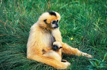 Concolor Gibbon or White Cheeked Gibbon, hylobates concolor, Female with Young sitting on Grass