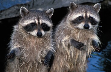 Fototapeta premium Raccoon, procyon lotor, Adults standing on Hind Legs