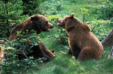 Brown Bear, ursus arctos, Adults sitting on Grass