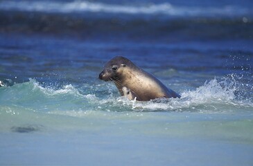 Australian Sea Lion, neophoca cinerea, Adults standing in Waves, Australia