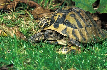 Hermann's Tortoise, testudo hermanni, Female with Youngs