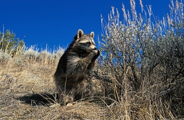 Raccoon, procyon lotor, Adult sitting, Eating Berries © slowmotiongli