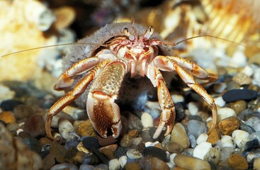 Hermit Crab, pagurus bernhardus, Adult in its Shell