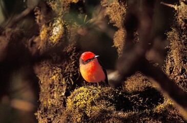 Vermillon Flycatcher, pyrocephalus rubinus, Male standing in Tree, Galapagos Islands