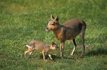 Mara, dolichotis patagonum, Female with Young standing on Grass