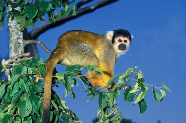 Squirrel Monkey, saimiri sciureus, Adult standing on Branch