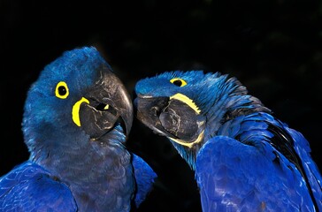 Hyacinth Macaw, anodorhynchus hyacinthinus, Adults