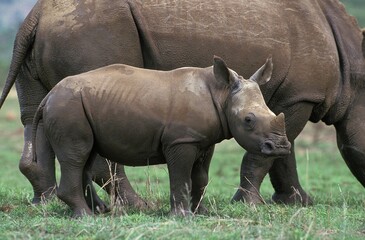 White Rhinoceros, ceratotherium simum, Female with Calf, South Africa