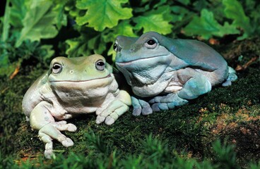 White's Tree Frog, litoria caerulea, Adults