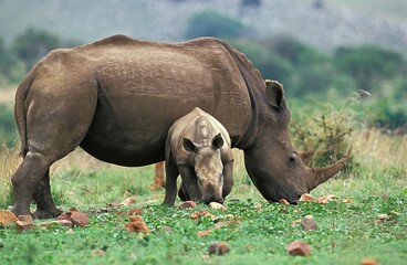 White Rhinoceros, ceratotherium simum, Female with Calf, South Africa