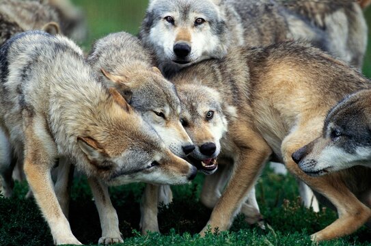 European Wolf, canis lupus, Pack of Adults