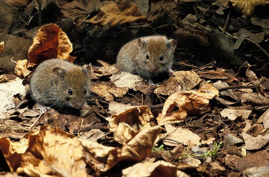 Bank Vole, clethrionomys glareolus, Adults standing on Fallen Leaves