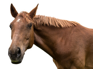   horse isolated on white background