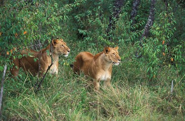 African Lion, panthera leo, Females emerging from Bush, Masai Mara Park in Kenya