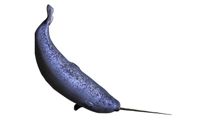 Narwhal, Monodon monoceros isolated on white background © dottedyeti