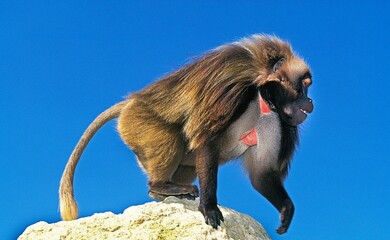 Gelada Baboon, theropithecus gelada, Male standing on Rock