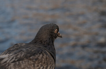 a pigeon sits on a rock and looks at the water