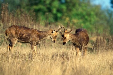 Obraz na płótnie Canvas Barashingha Deer or Swamp Deer, cervus duvauceli, Males fighting