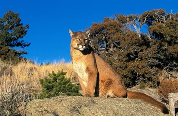 Rolgordijnen Cougar, puma concolor, volwassen zittend op Rock, Montana © slowmotiongli