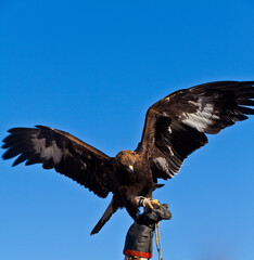 mongolian golden eagle under sunshine