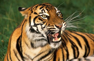 Sumatran Tiger, panthera tigris sumatrae, Portrait of Adult snarling