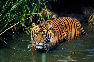 Fototapeta na wymiar Sumatran Tiger, panthera tigris sumatrae, Adult standing in Water