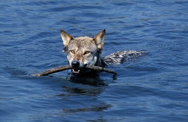 European Wolf, canis lupus, Adult swimming in Water, with Piece of Wood in its Mouth