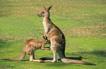 Eastern Grey Kangaroo, macropus giganteus, Female with Joey Suckling, Australia
