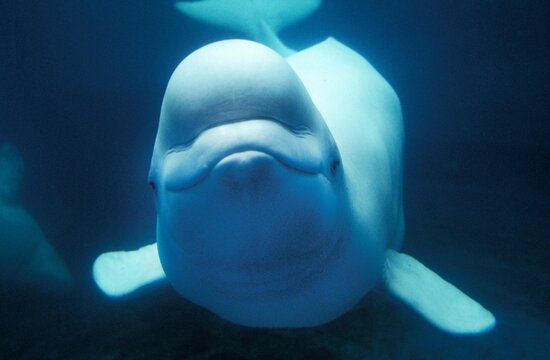Beluga Whale or White Whale, delphinapterus leucas, Adult