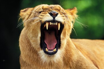 African Lion, panthera leo, Female Yawning - Powered by Adobe