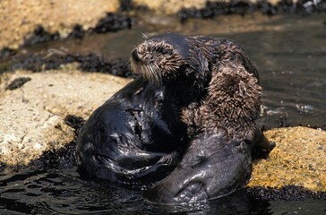 Fototapeta premium Sea Otter, enhydra lutris, Adults