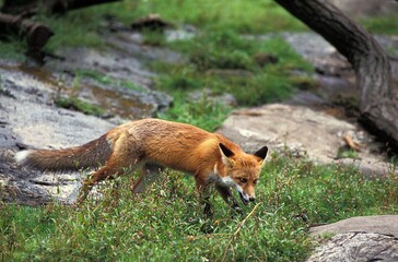 Naklejka na ściany i meble Red Fox, vulpes vulpes, Adult crossing Steam