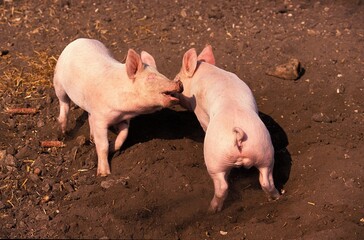 Large White Pig, Piglets Playing