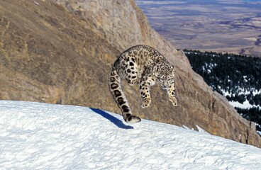 Snow Leopard or Ounce, uncia uncia, Adult leaping on Snow