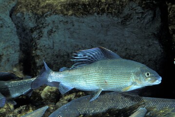 Grayling, thymallus thymallus, Adults