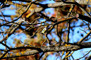 Bird in a Tree
