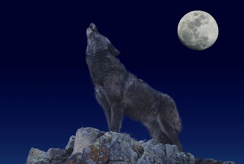 Naklejka premium European Wolf, canis lupus, Adult Howling at the Moon