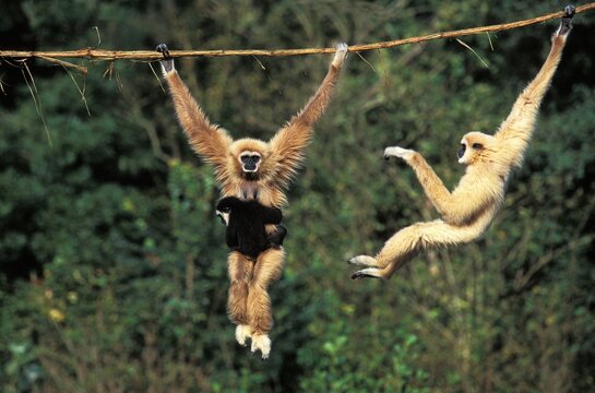 White Handed Gibbon, hylobates lar, Female carrying Young, Hanging from Liana