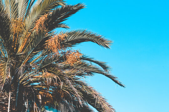 Palm tree, leaves, sky. Background of palm`s leaves, sky and lights. Beautiful of palm`s leaves on the sky background.