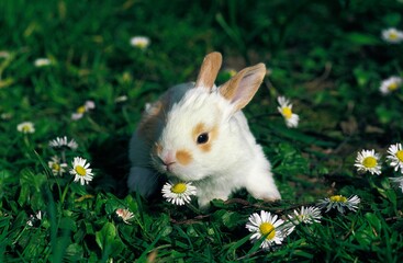 Dwarf Rabbit, Young with Daisies