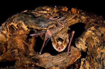 Mouse Eared Bat, myotis myotis, Adult standing on Stump, with Open Mouth, Defensive Posture