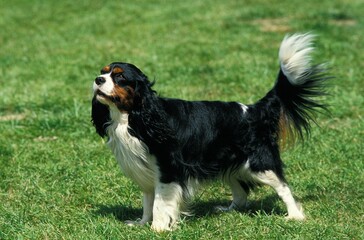Cavalier King Charles Spaniel, Adult standing on Grass