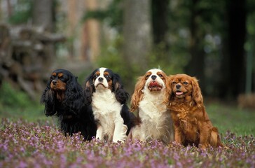 Cavalier King Charles Spaniel, Adults standing on Flowers